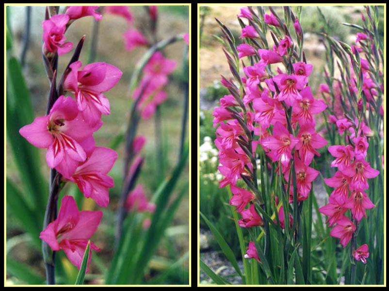 Gladiolus x byzantinus